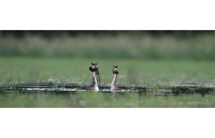 stage-photo-animaliere-affut-flottant-en-dombes-philippe-3