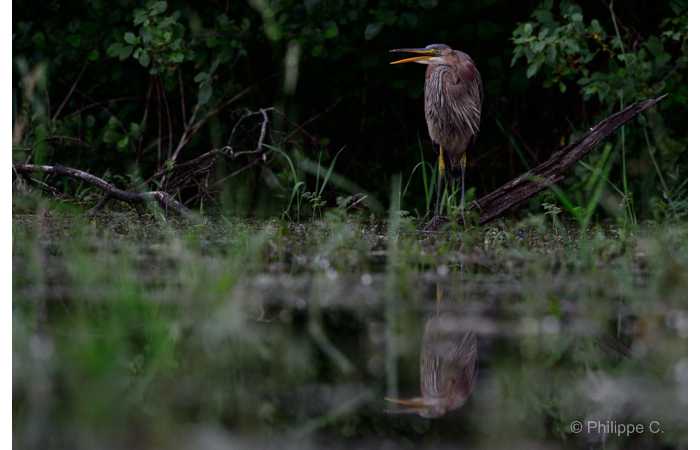 stage-photo-animaliere-affut-flottant-en-dombes-philippe-4