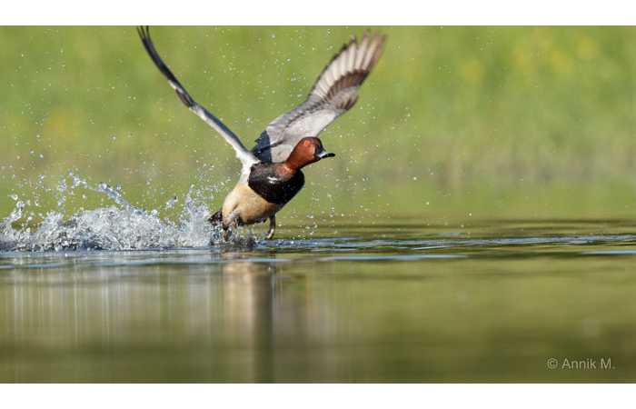 stage-photo-animaliere-affut-flottant-en-dombes-annik-1