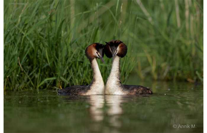 stage-photo-animaliere-affut-flottant-en-dombes-annik-2
