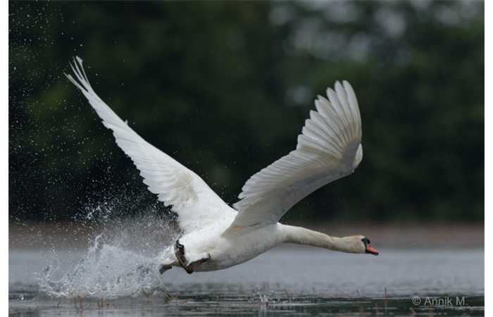 stage-photo-animaliere-affut-flottant-en-dombes-annik-4