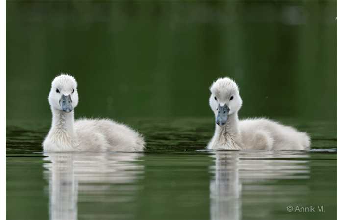 stage-photo-animaliere-affut-flottant-en-dombes-annik-5