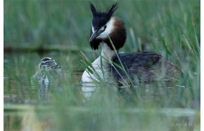 stage-photo-animaliere-affut-flottant-en-dombes-annik-6