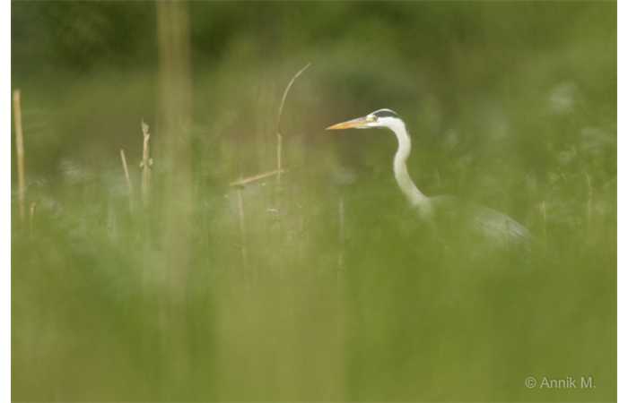 stage-photo-animaliere-affut-flottant-en-dombes-annik-7