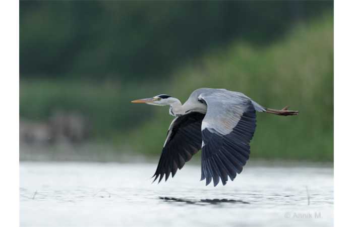 stage-photo-animaliere-affut-flottant-en-dombes-annik-8