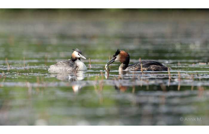 stage-photo-animaliere-affut-flottant-en-dombes-annik-9