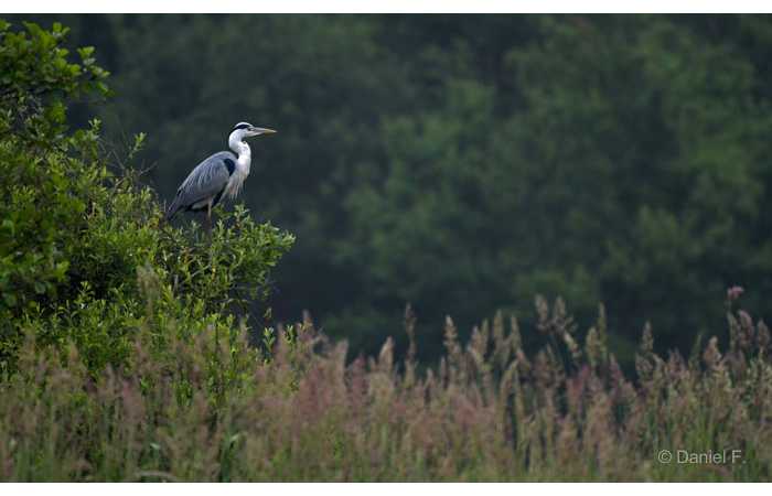 stage-photo-animaliere-affut-flottant-en-dombes-daniel-1