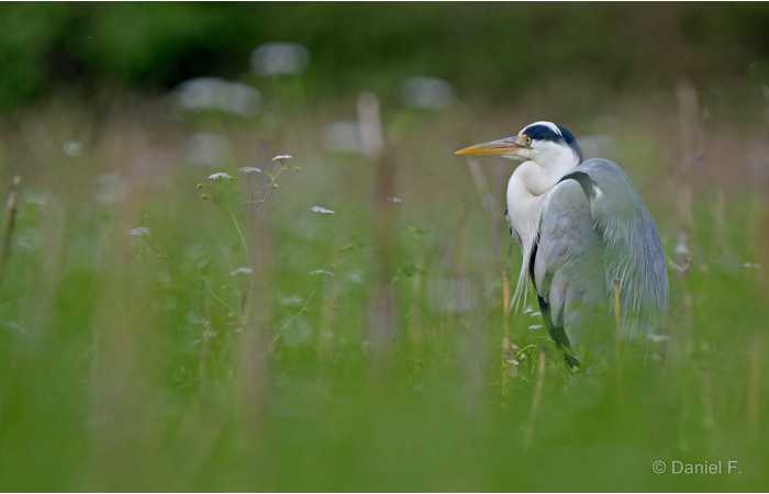 stage-photo-animaliere-affut-flottant-en-dombes-daniel-2