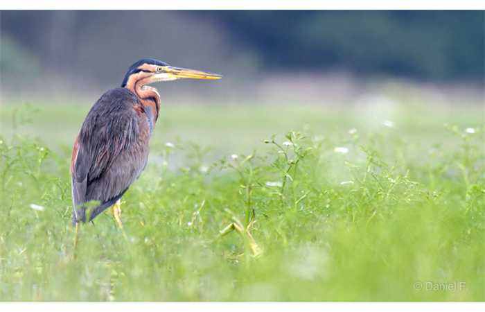 stage-photo-animaliere-affut-flottant-en-dombes-daniel-3