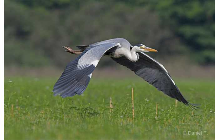 stage-photo-animaliere-affut-flottant-en-dombes-daniel-4
