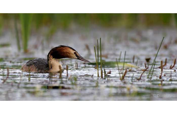 stage-photo-animaliere-affut-flottant-en-dombes-daniel-5