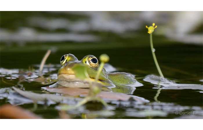 stage-photo-animaliere-affut-flottant-en-dombes-daniel-6