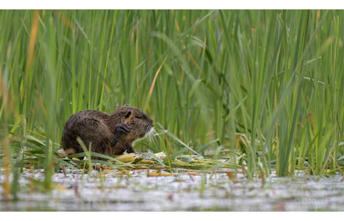 stage-photo-animaliere-affut-flottant-en-dombes-daniel-7