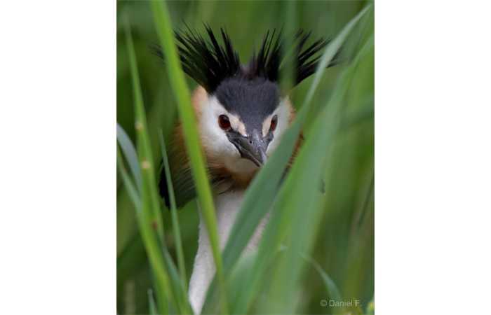 stage-photo-animaliere-affut-flottant-en-dombes-daniel-8
