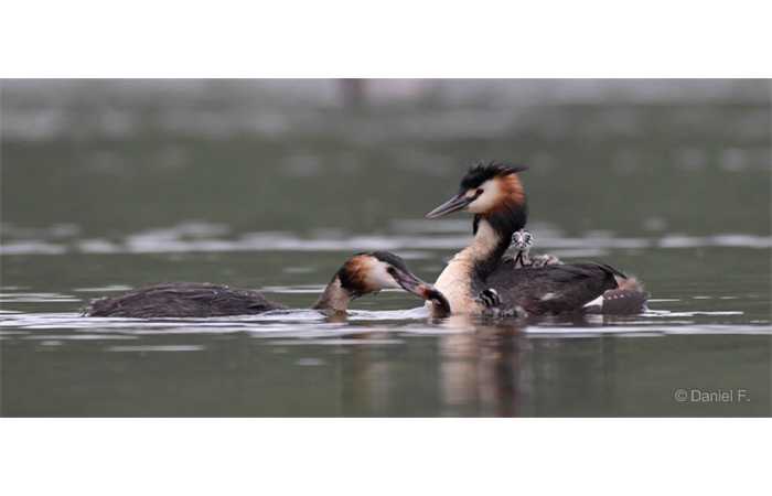 stage-photo-animaliere-affut-flottant-en-dombes-daniel-9