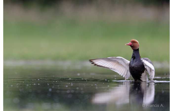 stage-photo-animaliere-affut-flottant-en-dombes-francis-2