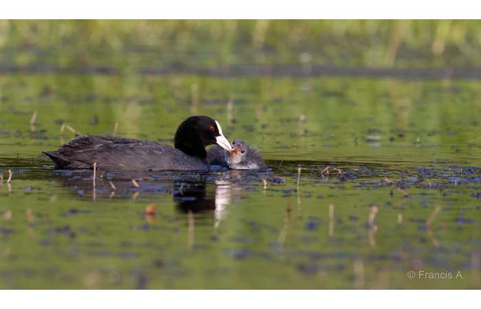 stage-photo-animaliere-affut-flottant-en-dombes-francis-3