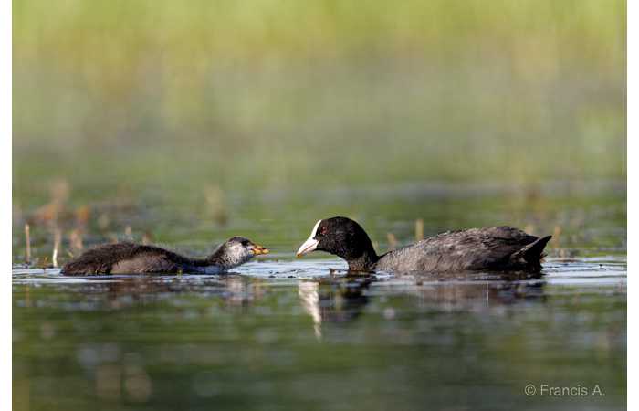 stage-photo-animaliere-affut-flottant-en-dombes-francis-6