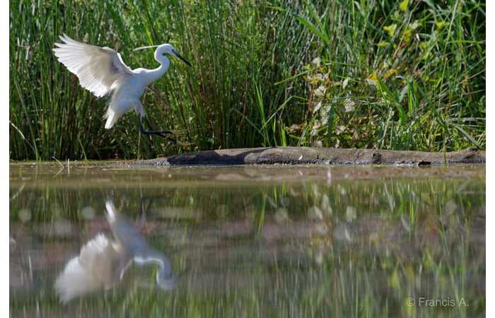 stage-photo-animaliere-affut-flottant-en-dombes-francis-7