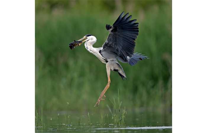 stage-photo-animaliere-affut-flottant-en-dombes-gaston-1