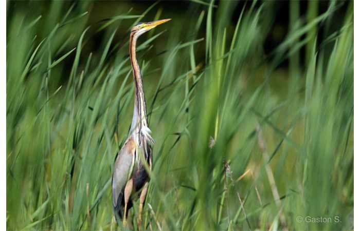 stage-photo-animaliere-affut-flottant-en-dombes-gaston-2