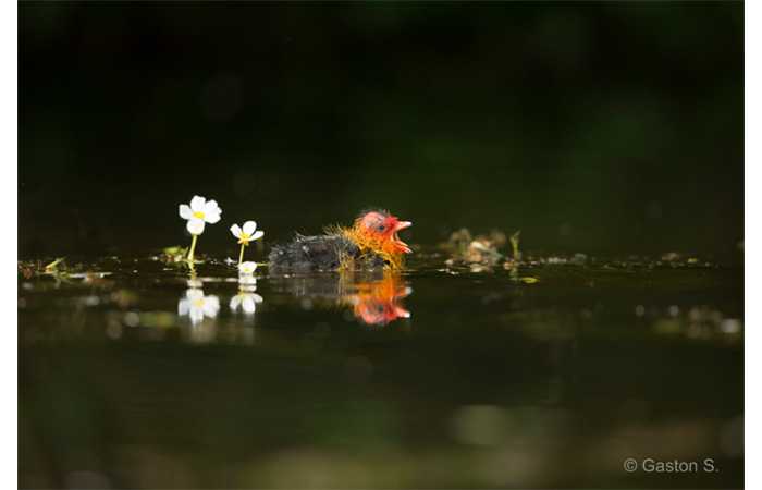 stage-photo-animaliere-affut-flottant-en-dombes-gaston-3