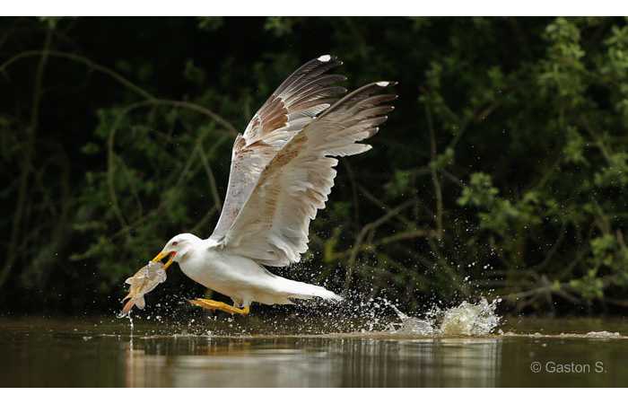 stage-photo-animaliere-affut-flottant-en-dombes-gaston-4
