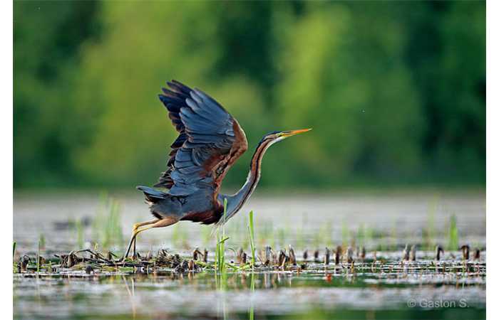stage-photo-animaliere-affut-flottant-en-dombes-gaston-5