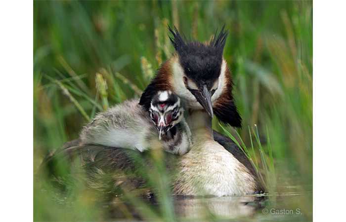 stage-photo-animaliere-affut-flottant-en-dombes-gaston-6