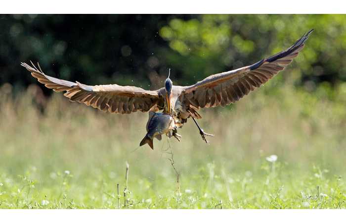 stage-photo-animaliere-affut-flottant-en-dombes-gaston-7