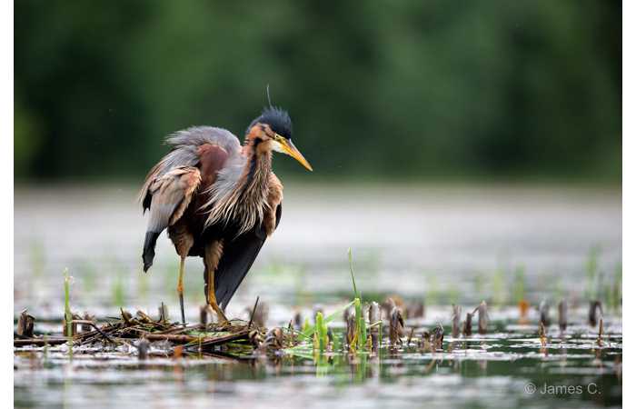 stage-photo-animaliere-affut-flottant-en-dombes-james