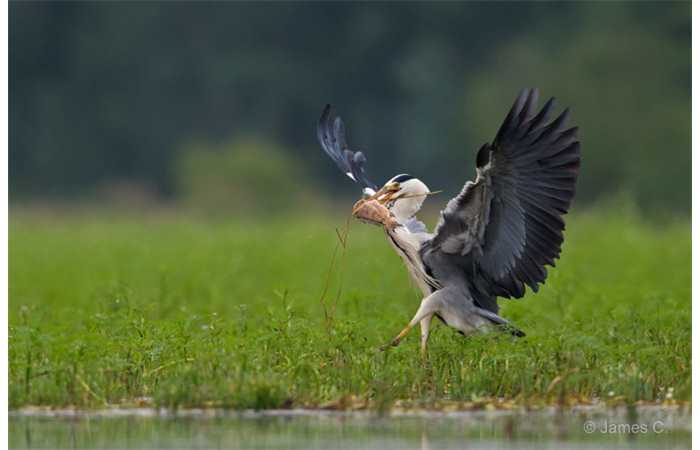 stage-photo-animaliere-affut-flottant-en-dombes-james-2