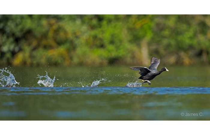 stage-photo-animaliere-affut-flottant-en-dombes-james-3
