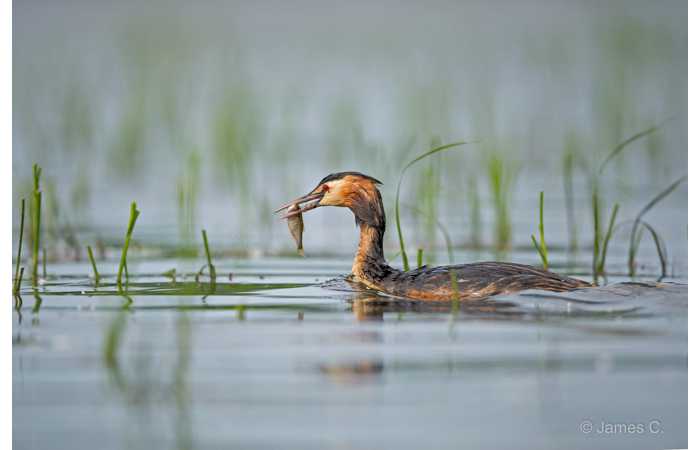 stage-photo-animaliere-affut-flottant-en-dombes-james-4