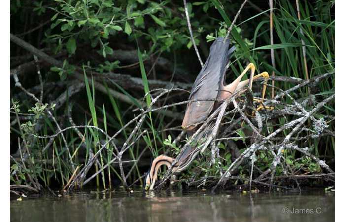 stage-photo-animaliere-affut-flottant-en-dombes-james-5