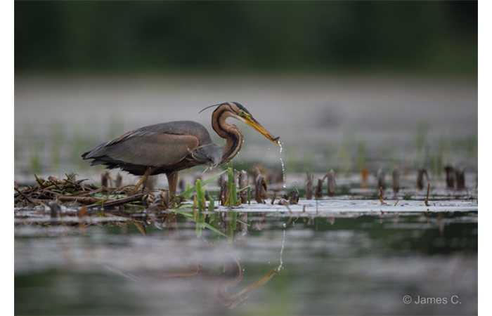 stage-photo-animaliere-affut-flottant-en-dombes-james-6
