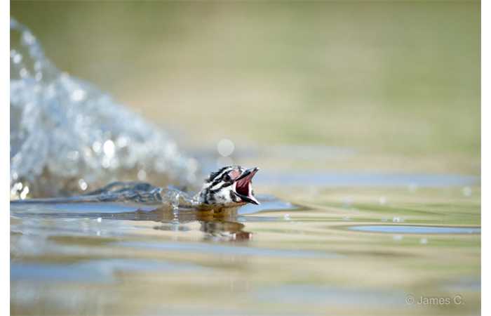 stage-photo-animaliere-affut-flottant-en-dombes-james-7