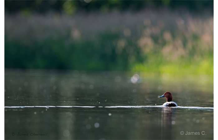 stage-photo-animaliere-affut-flottant-en-dombes-james-8