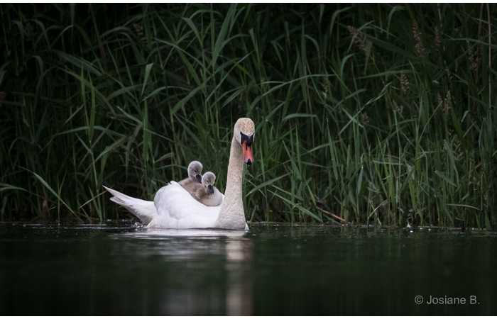 stage-photo-animaliere-affut-flottant-en-dombes-josiane