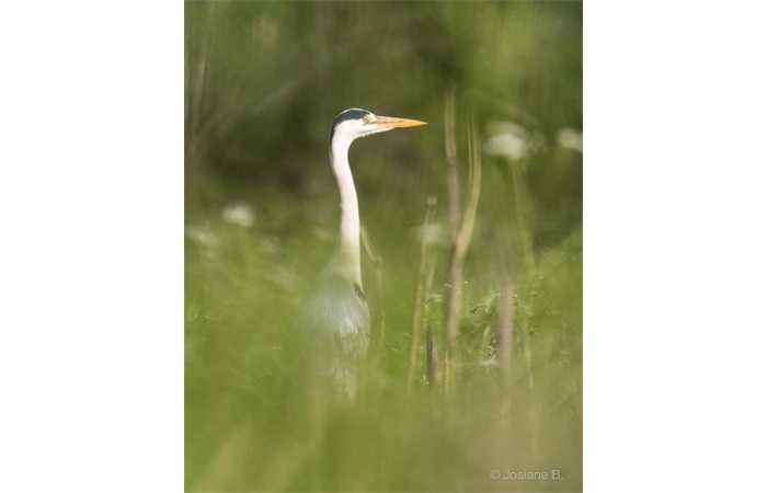 stage-photo-animaliere-affut-flottant-en-dombes-josiane-2