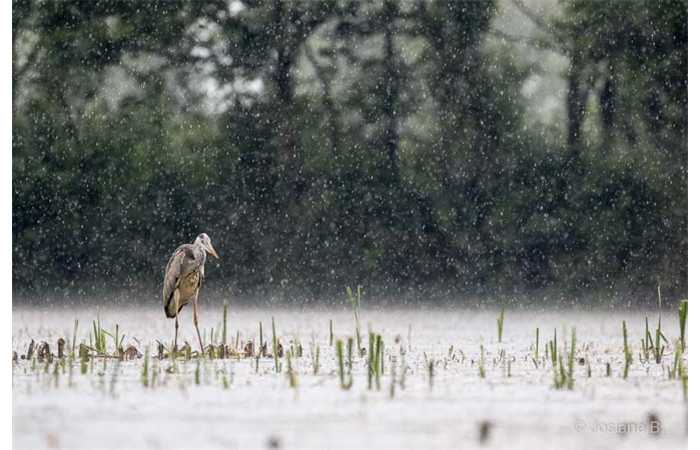 stage-photo-animaliere-affut-flottant-en-dombes-josiane-3