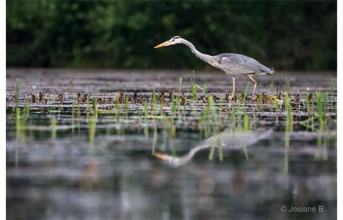 stage-photo-animaliere-affut-flottant-en-dombes-josiane-4