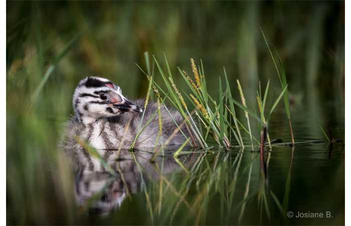stage-photo-animaliere-affut-flottant-en-dombes-josiane-5