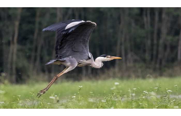 stage-photo-animaliere-affut-flottant-en-dombes-josiane-6