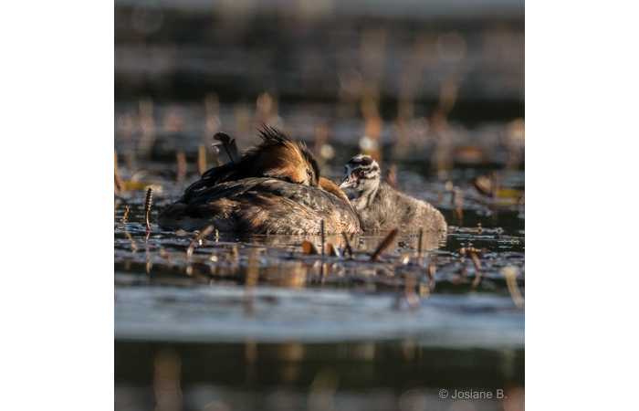 stage-photo-animaliere-affut-flottant-en-dombes-josiane-7