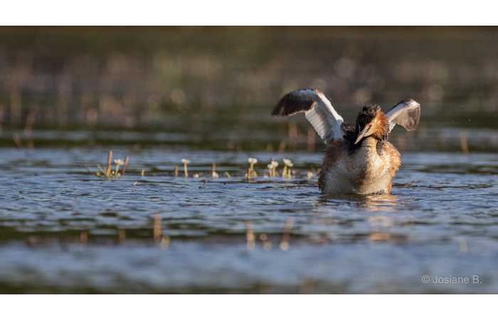 stage-photo-animaliere-affut-flottant-en-dombes-josiane-8