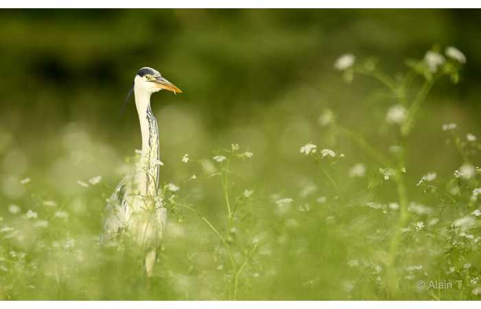 stage-photo-animaliere-affut-flottant-en-dombes-alain