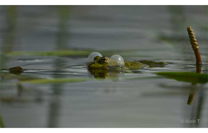 stage-photo-animaliere-affut-flottant-en-dombes-alain-2