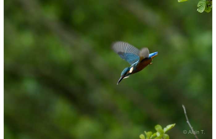 stage-photo-animaliere-affut-flottant-en-dombes-alain-3