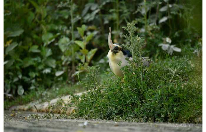 stage-photo-animaliere-affut-flottant-en-dombes-alain-4